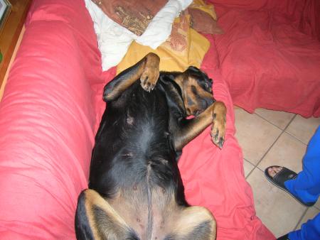 quand je pense qu'on dit que les rotts sont des chiens agressifs,je ne dois pas etre une vrai!!!!moi j'aime tout le monde et surtout le canapé de papa et maman