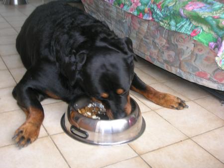 moi après la ballade, suis trop fatiguée,et maman veut bien que je mange couchée!!!!lol
