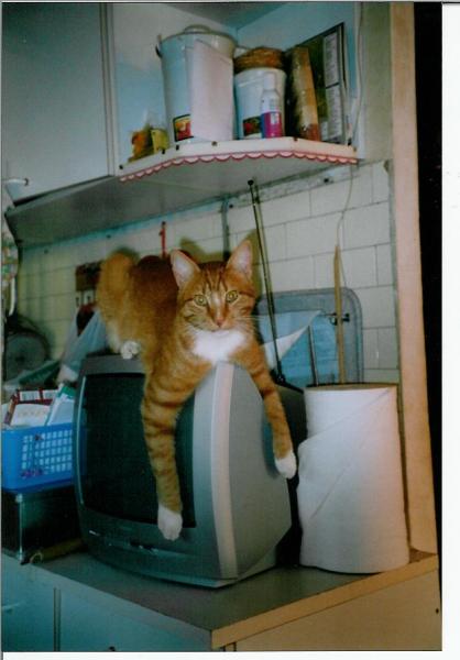 moi j'adore téléchat!!!!