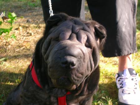 VOICI JE VOUS PRESENTE CLEO