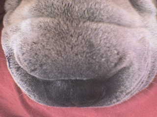 la truffe d'Ugo